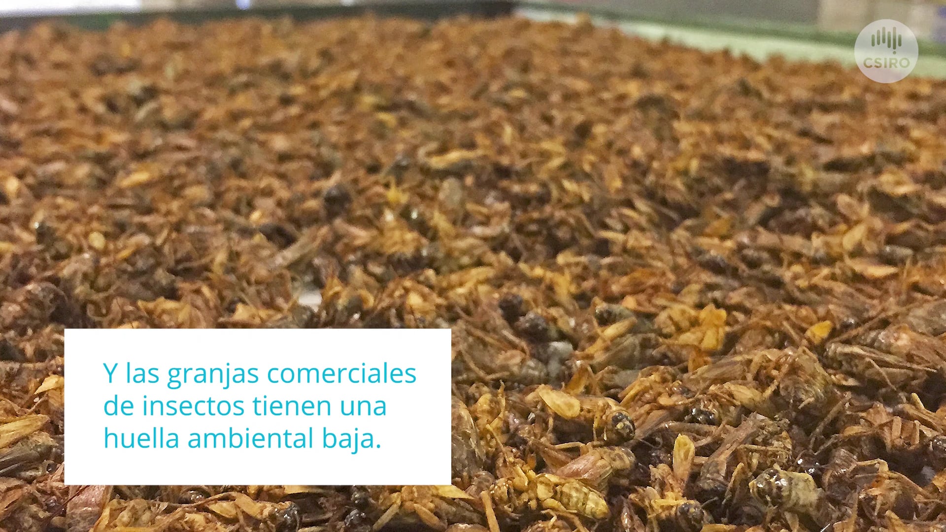 An industry with legs: CSIRO launches Australia’s first Edible Insects  Roadmap - Spanish version