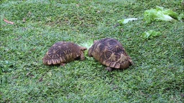 Tortoises, Eating Leaves, Green. Free Stock Video - Pixabay