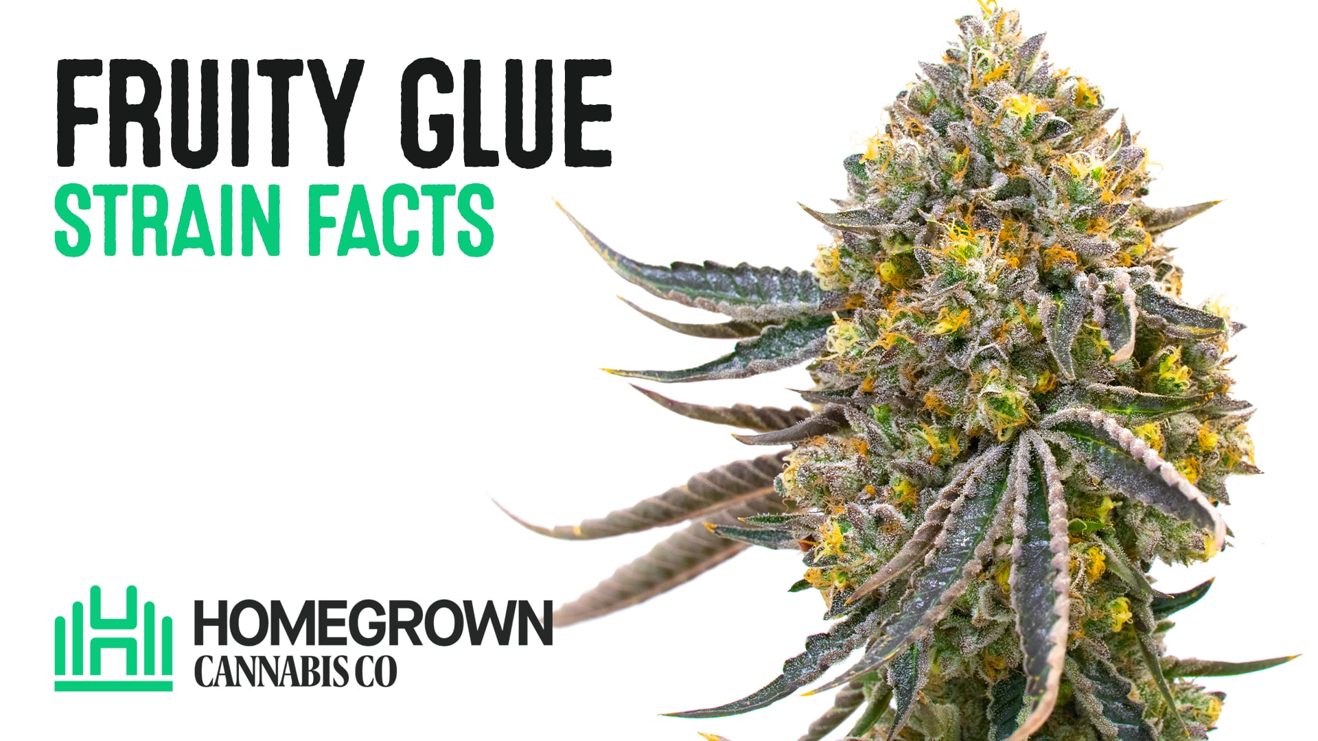 Fruity Glue Regular Cannabis Seeds