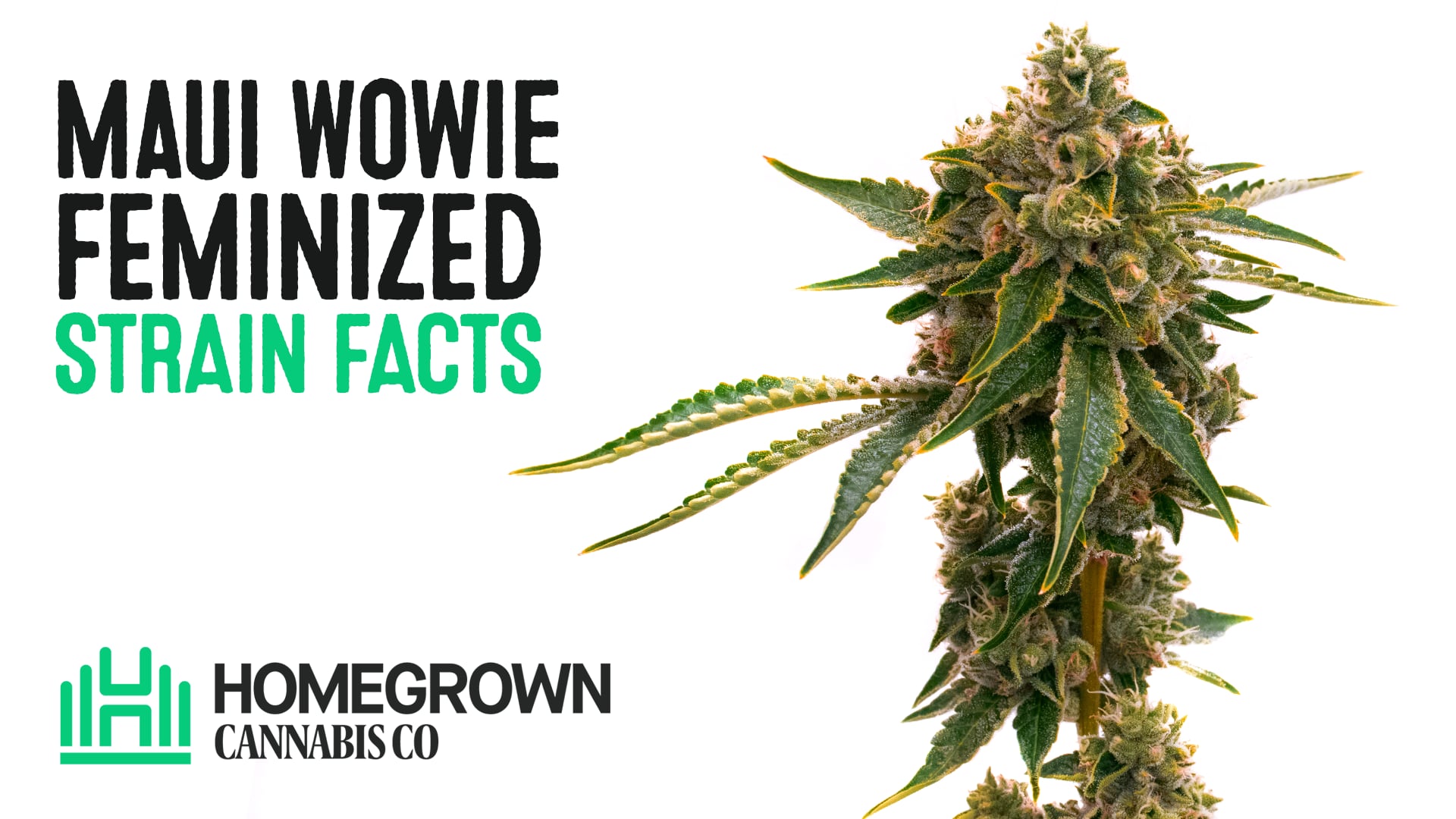 Maui Wowie Feminized Cannabis Seeds