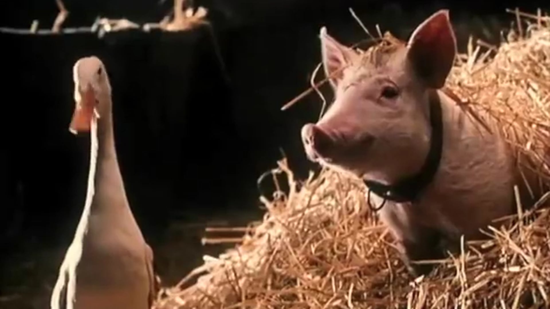 BABE PIG IN THE CITY | George Miller