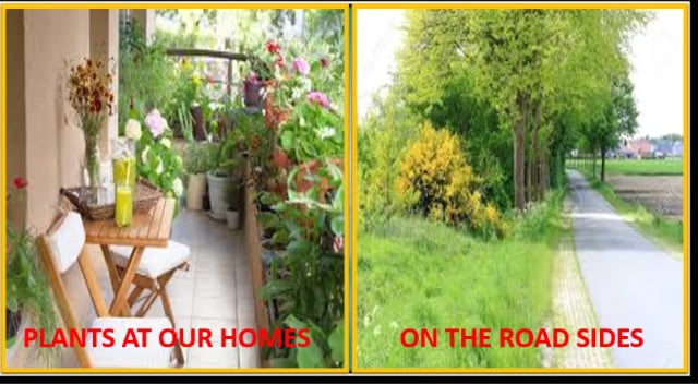 Plants Around Us
