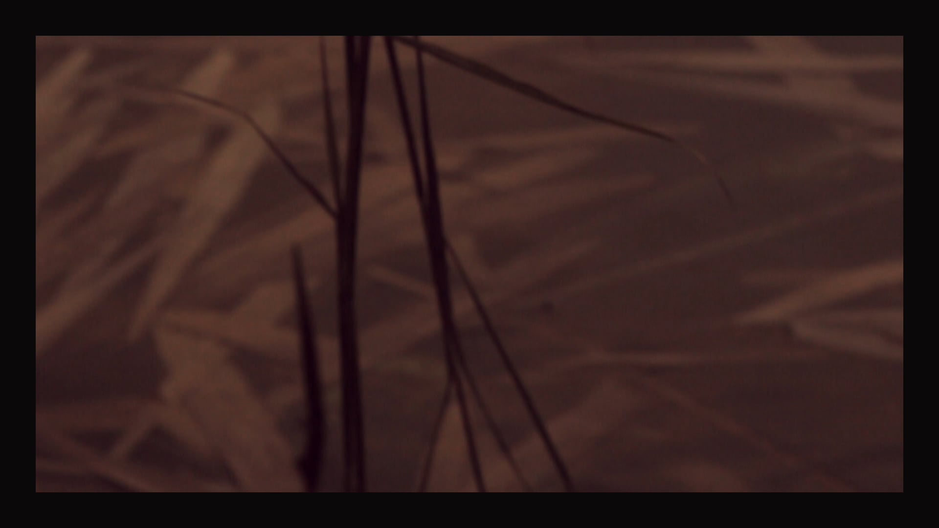 Sequence shot #1. Video Installation "The Hanging Gardens"