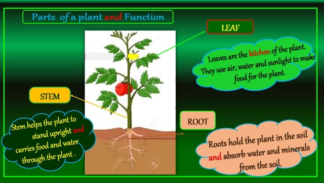 Our Green Friends