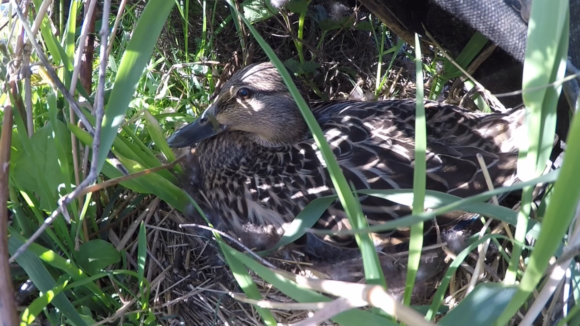 Duck, Duck, .. on Vimeo