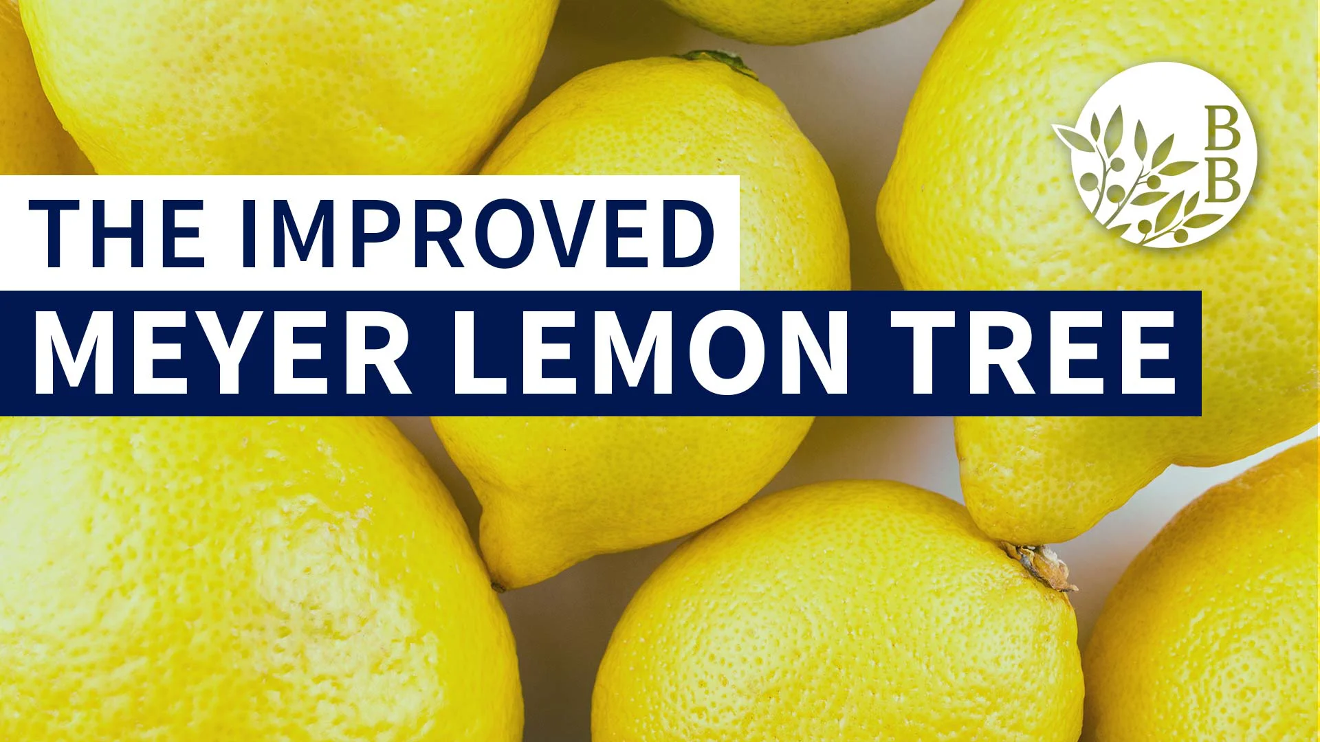 The Improved Meyer Lemon Tree