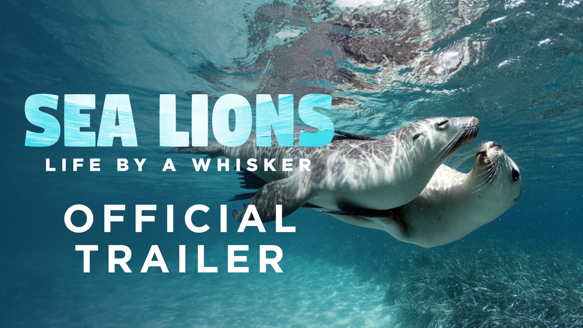 Sea Lions: Life by a Whisker - :90 Trailer (Coming Soon) [1080]