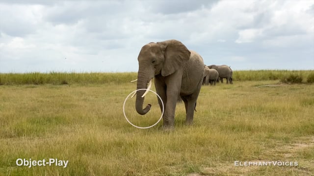 Object-Play. Context: Lone and Object-Play (14)