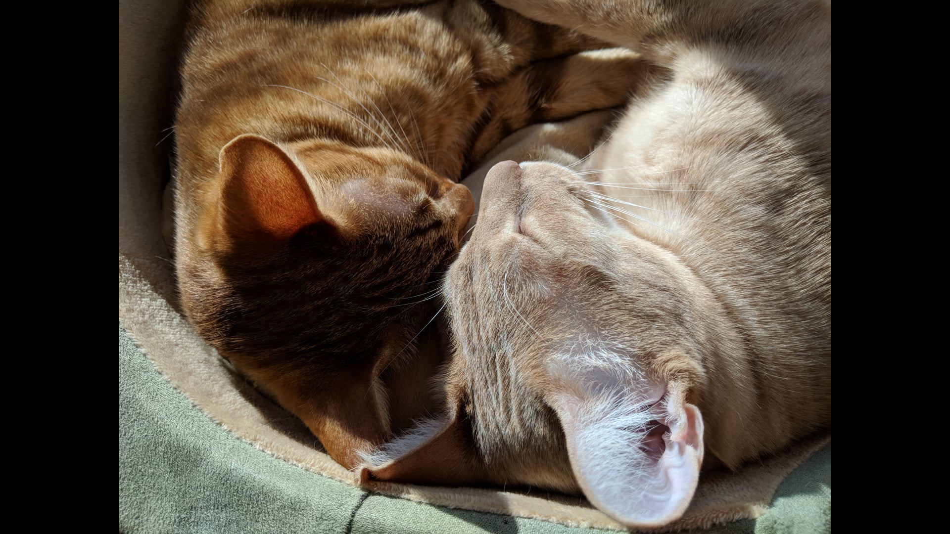 2021 April 26: Everything Rests on the Tip of Motivation