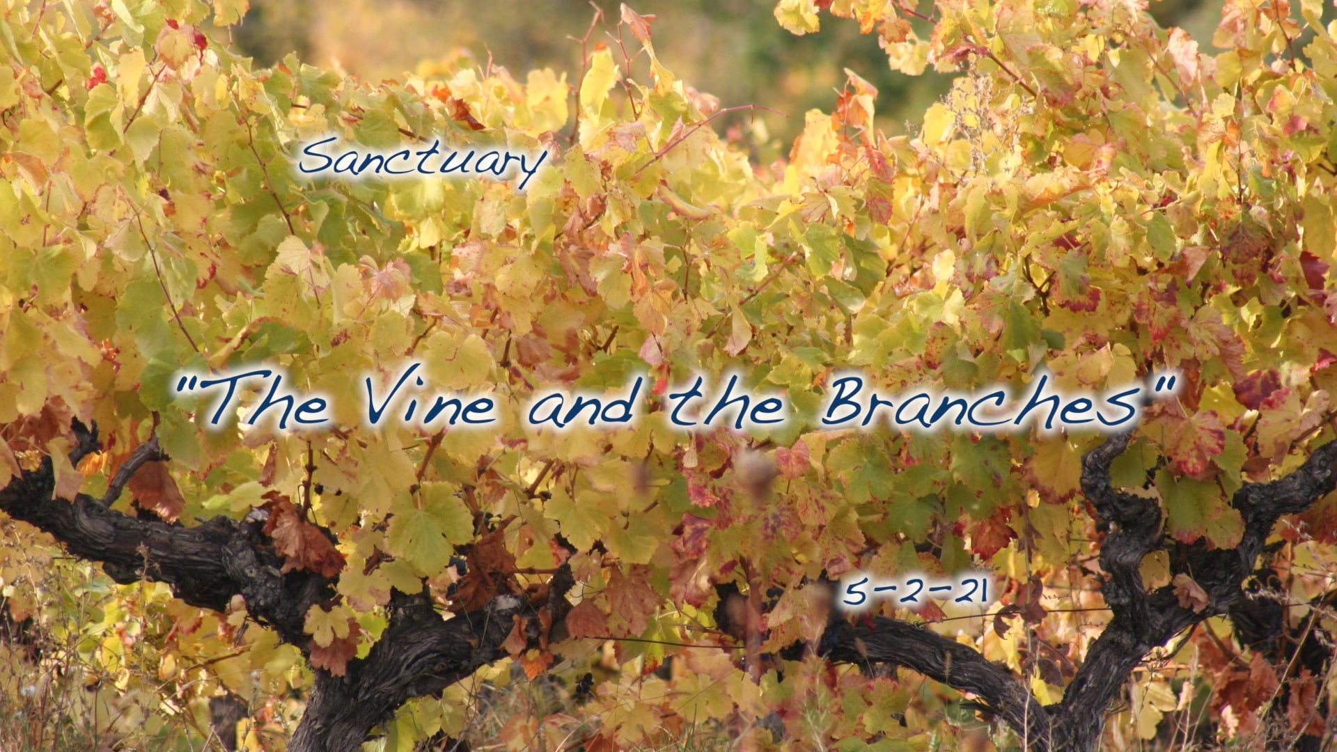 the-vine-and-the-branches-sanctuary-on-vimeo