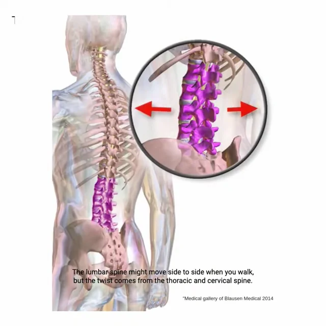 Two Minutes of Anatomy: Lumbar Spine 