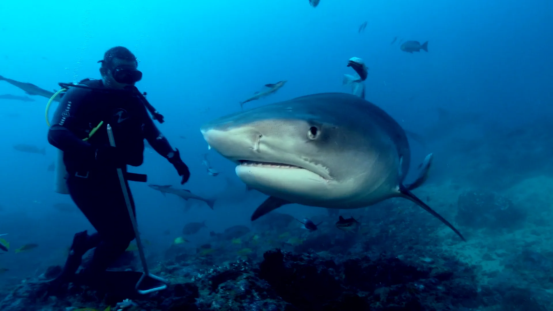 Tiger Beach Shark Diving 2021