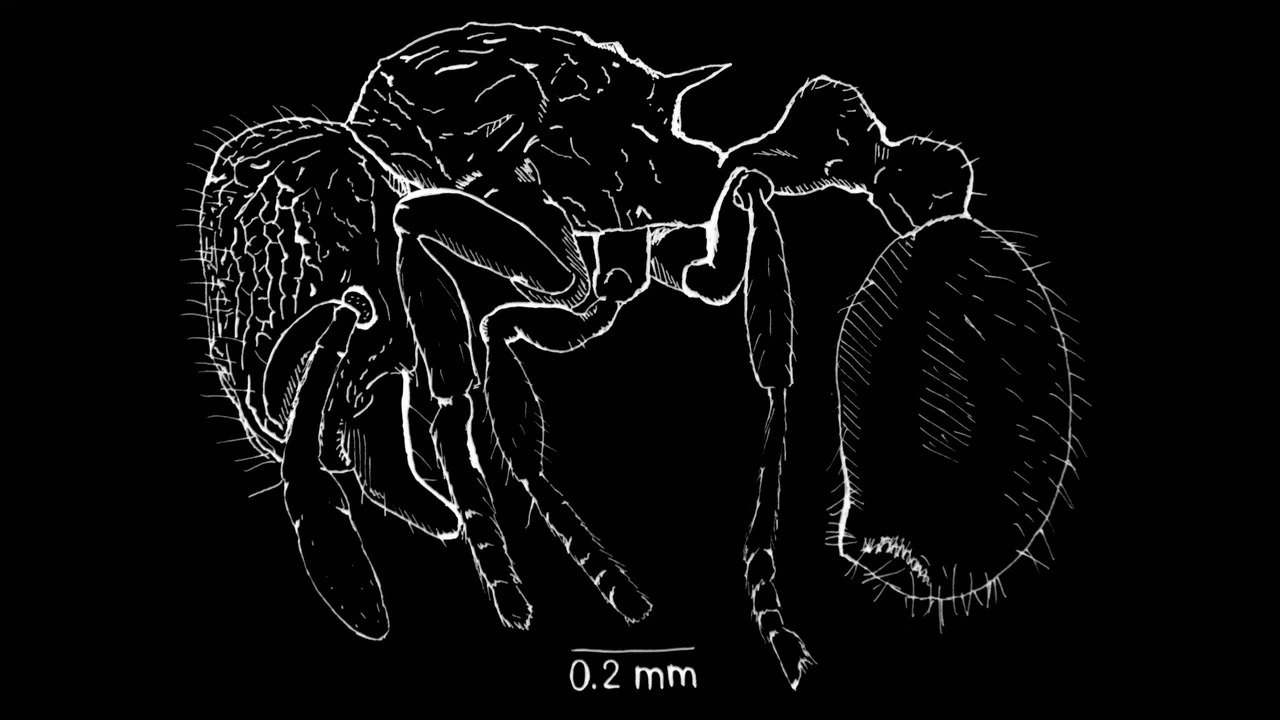 Jack Longino, 'The Astonishing Ant Man,' Finds 33 New Species : NPR