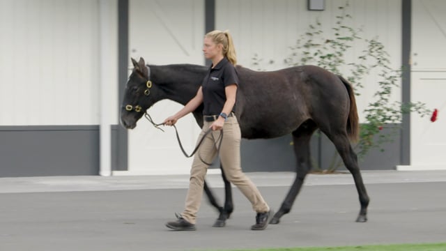 Lot 46