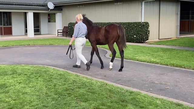 Lot 16