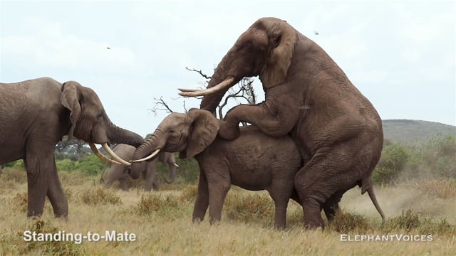 Standing-to-Mate. Context: Courtship (2)