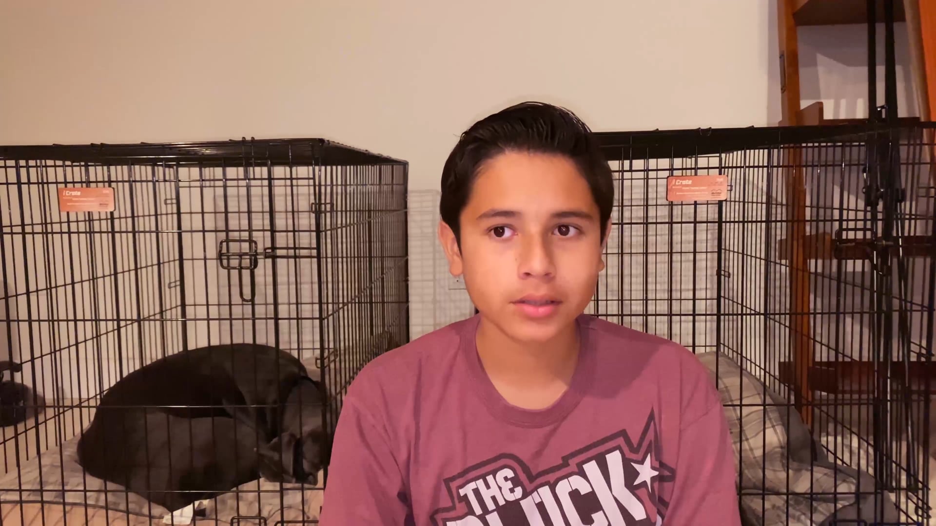 Commentary Animal Cruelty