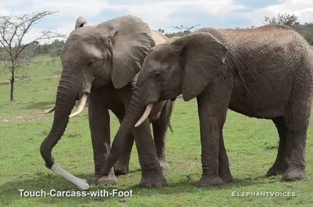 Touch-Carcass-with-Foot. Context: Death (2)