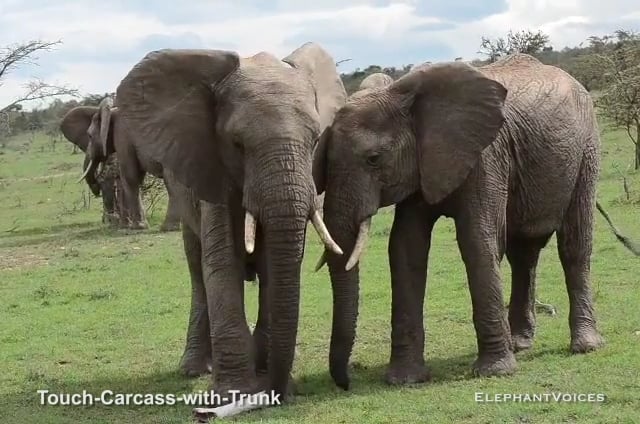Touch-Carcass-with-Trunk. Context: Death (3)