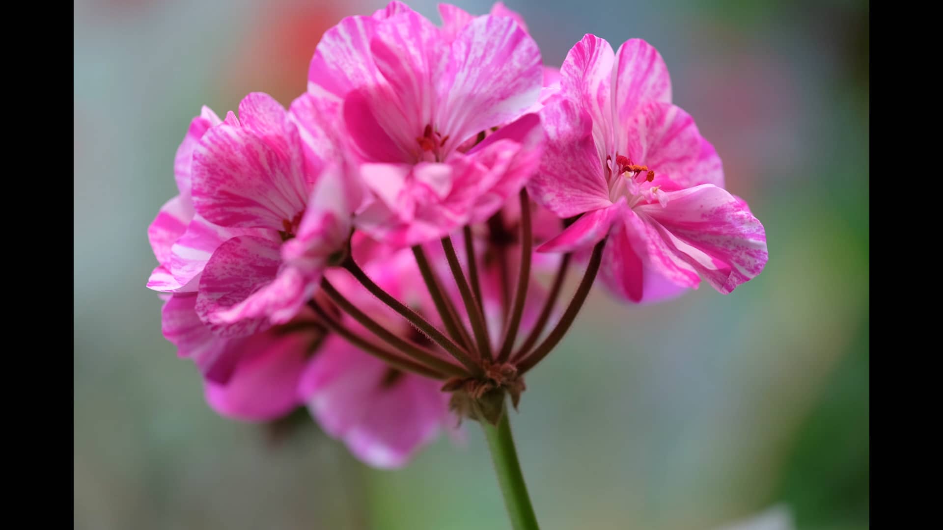 20200817 Candy Cane Geranium on Vimeo