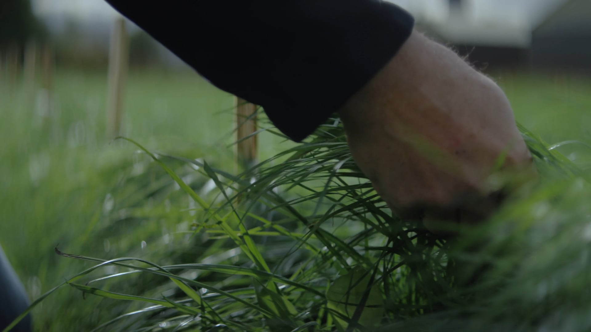 Quality Seeds - Web - Our Story