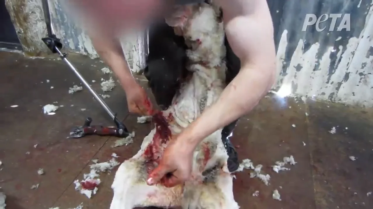 International Exposé: Sheep Killed, Punched, Stomped on, and Cut