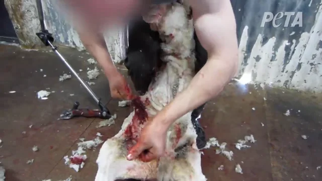 Human Meat' Served Up in Sydney Mall - News - PETA Australia