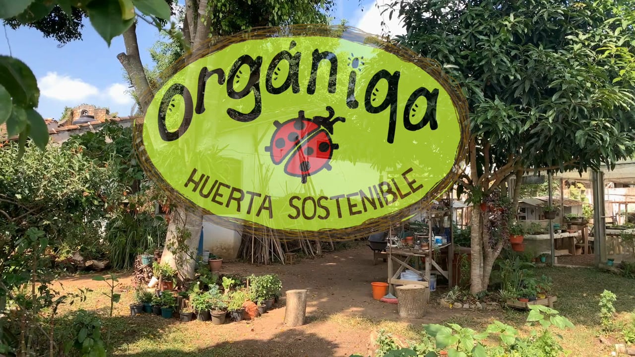 Flores Comestibles