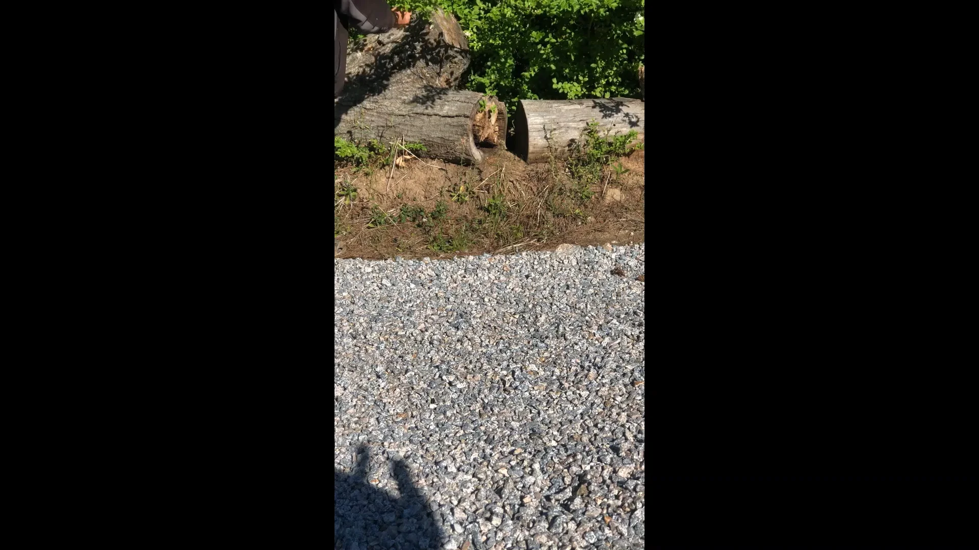 catching a wild rabbit.mp4 on Vimeo