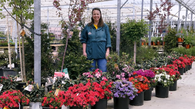 Rhododendron & Azaleas | Grow for Grow Spring Blooms & Pollinators