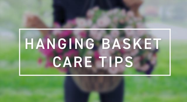 Hanging Basket Care Tips