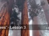 "Trees" - Lesson 3