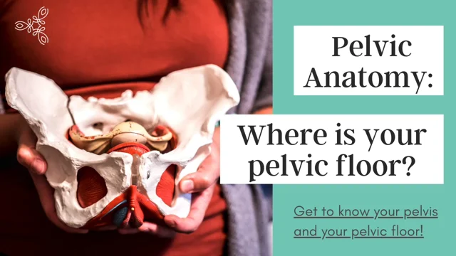 Pelvic girdle and floor: anatomy and components