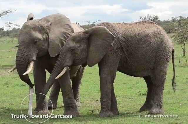 Trunk-Toward-Carcass. Context: Death (2)