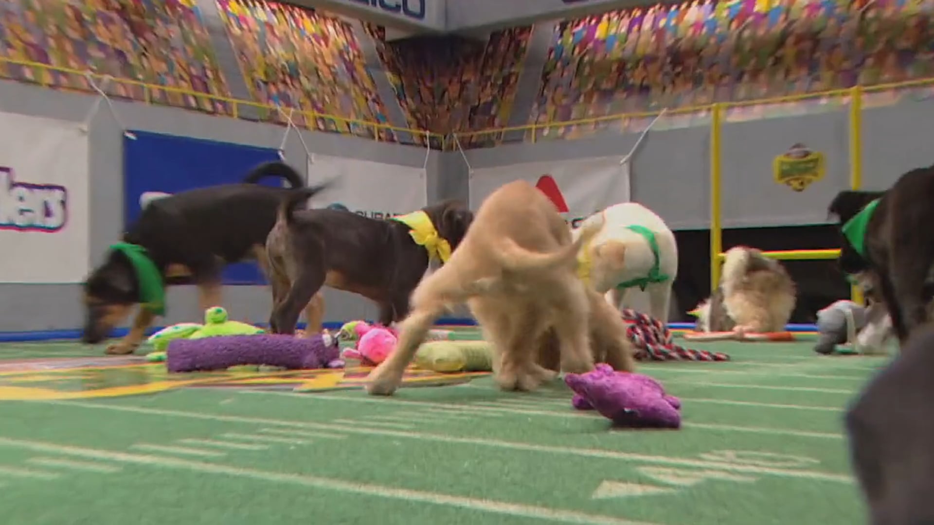 Inside Out - Puppy Bowl Emotional Break - Final Reference QT