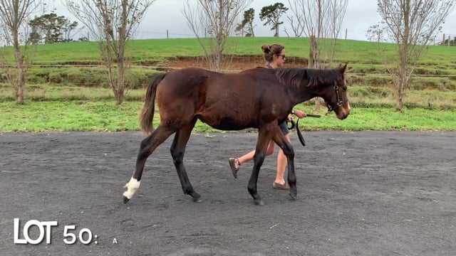 Lot 50