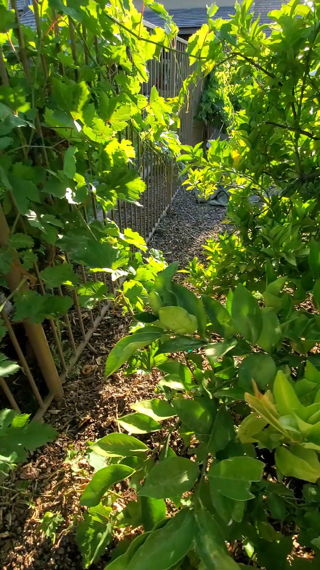 Jumping for Grapes on Vimeo