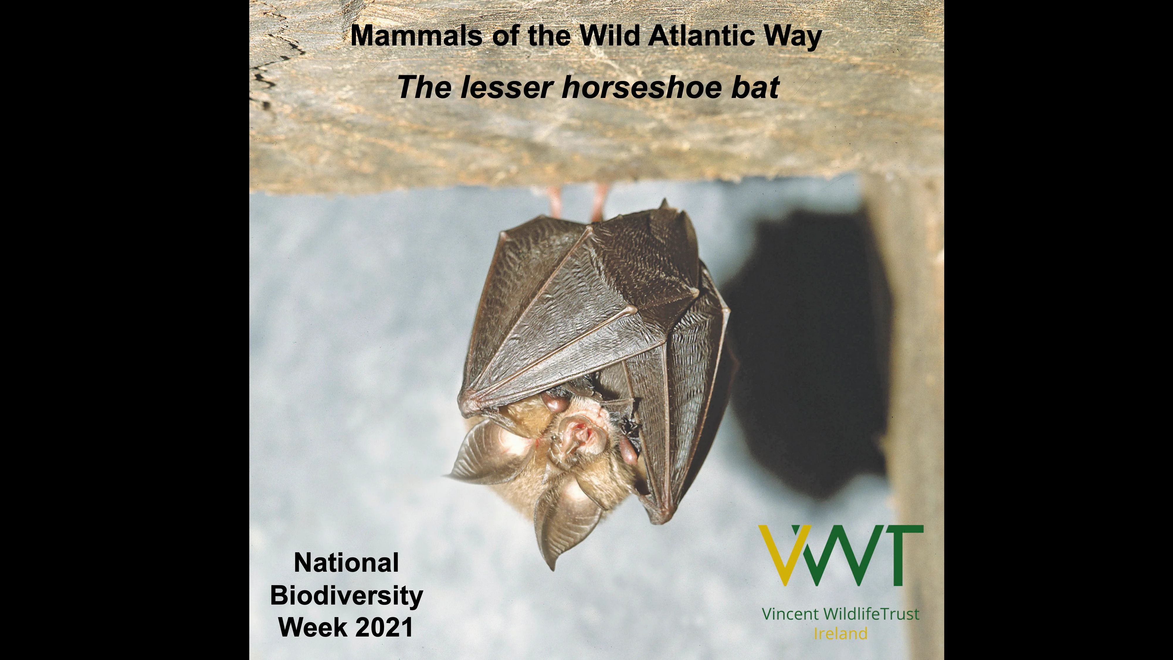 Mammals of the Wild Atlantic Way: The lesser horseshoe bat.mp4 on Vimeo
