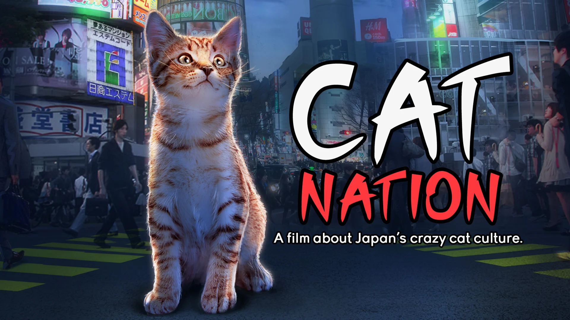 Страна кошек. Нация кошек. Картинки Cat Nation Trailer available Now игра. Cat Nation музыка. Chris Crazy Cat.