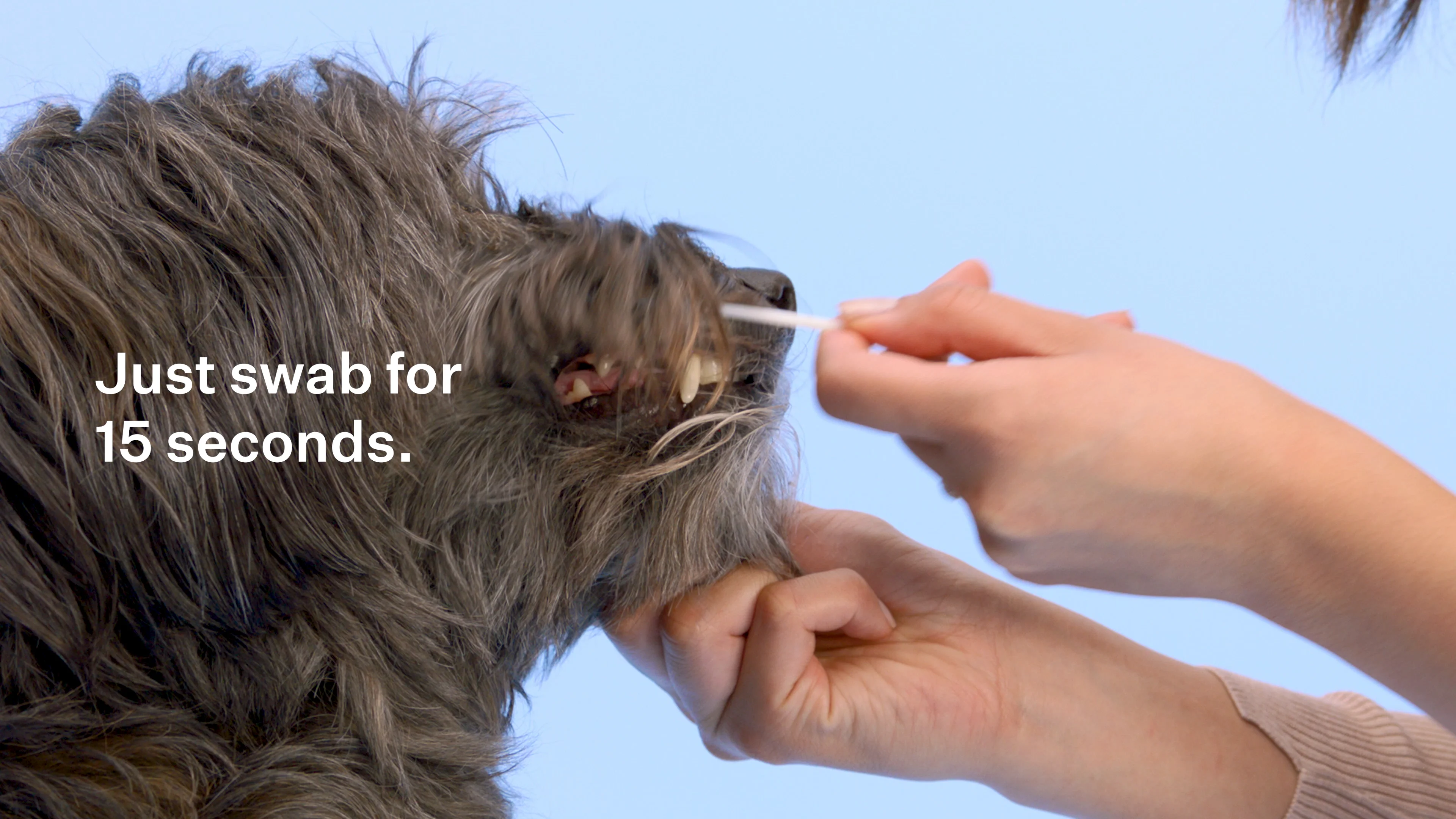 Lung Digit Syndrome Cat Has Swollen Paw Anti Inflammatory Metacam