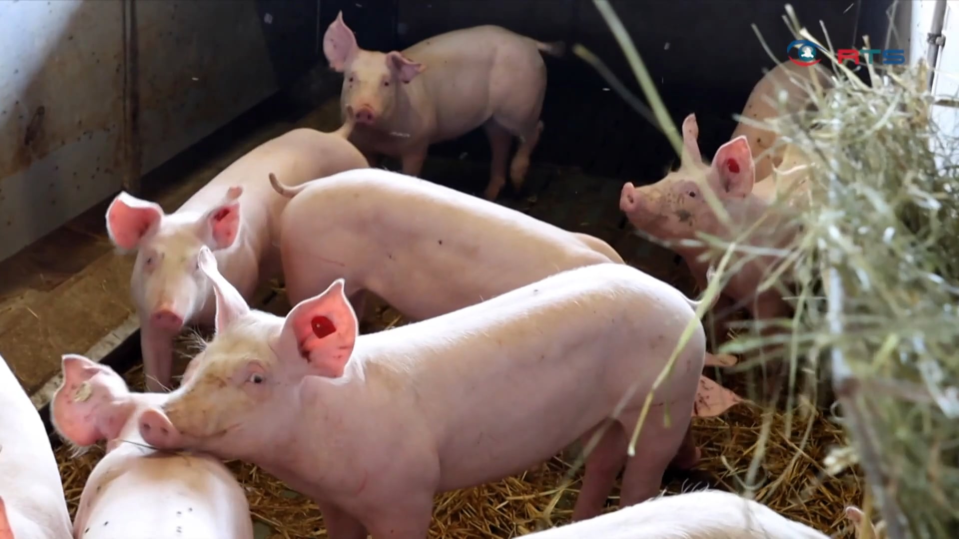 schweinefleisch-einblicke-in-den-mastbetrieb-von-robert-koeltringer
