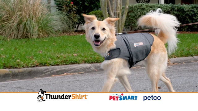 Thunder jacket for dogs on sale petsmart