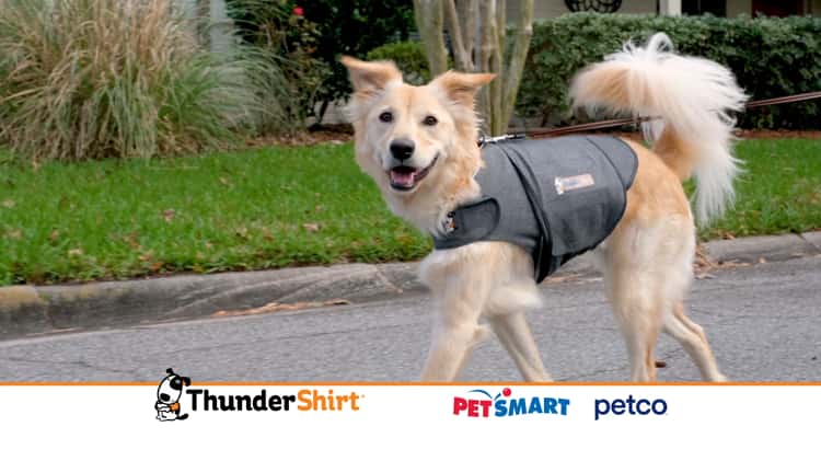 Petco thundershirt hot sale