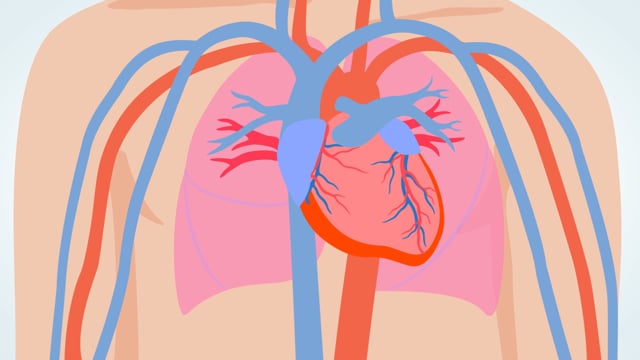 human circulatory system for kids