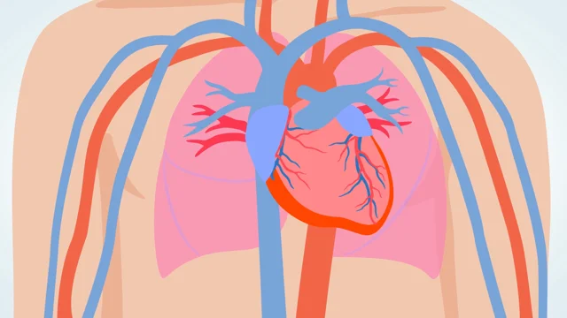 pulmonary circulation heart