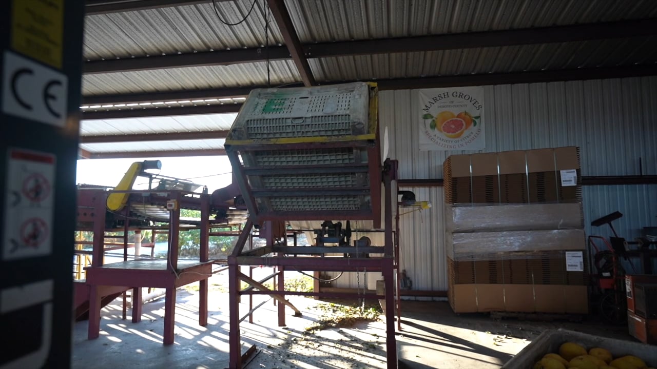 Life of a Florida Pomelo Farmer on Vimeo