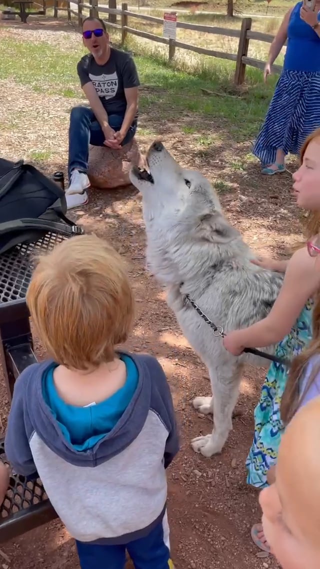 Hanging out with wolves, May 2021 | Real Red Riding Hoods forest school