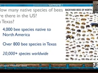 Webinar: Bees - What You Didn’t Know