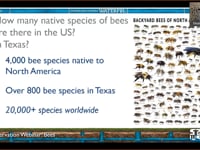 Webinar: Bees - What You Didn’t Know