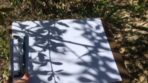 Nature Shadow Sketching grades (2-4)
